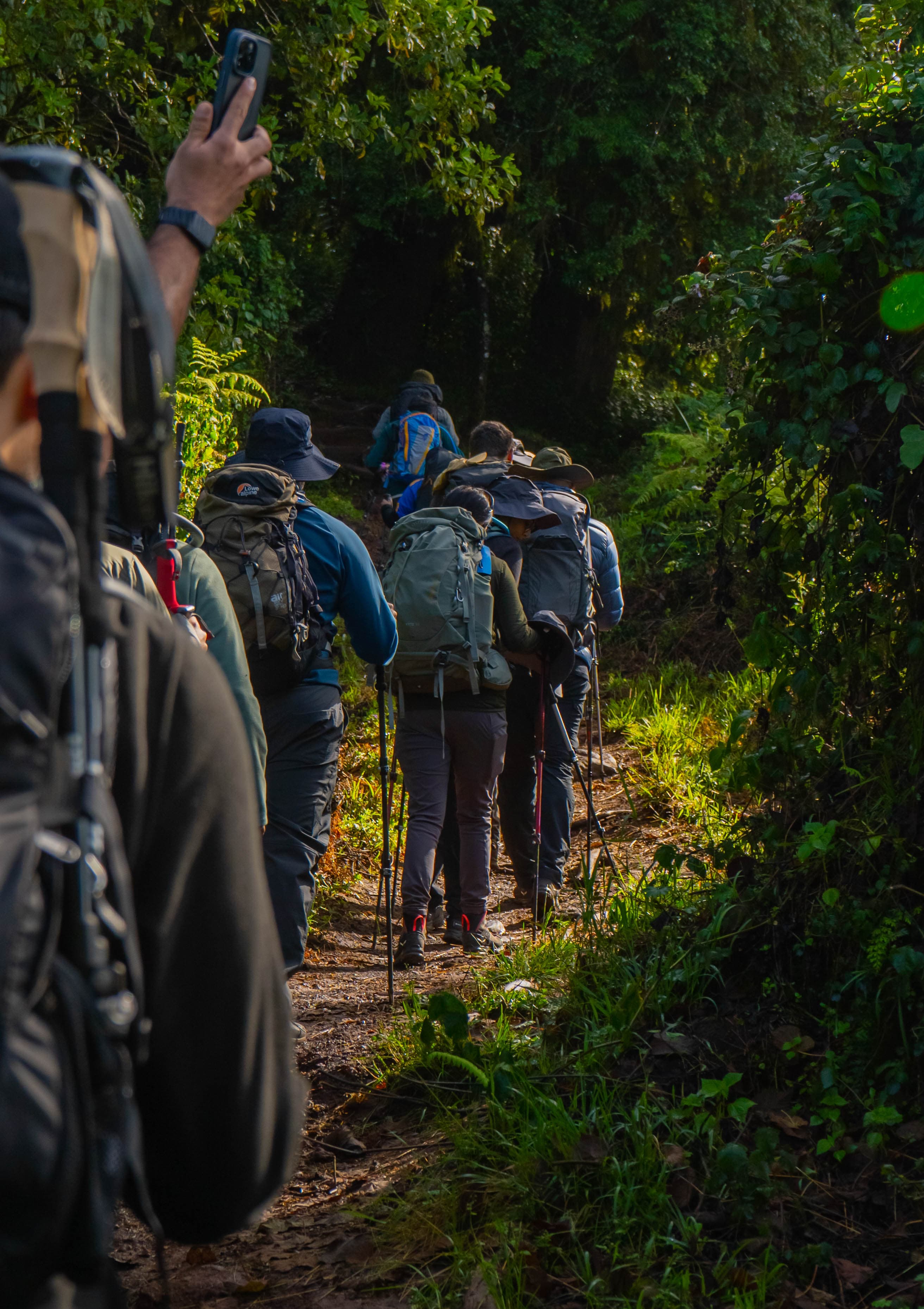 Trekkers climbing through Kilimanjaro montane forest