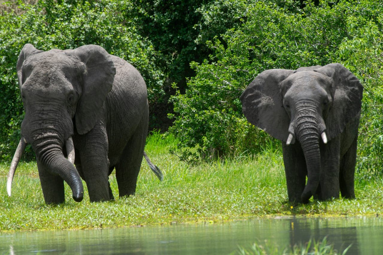 Ruaha