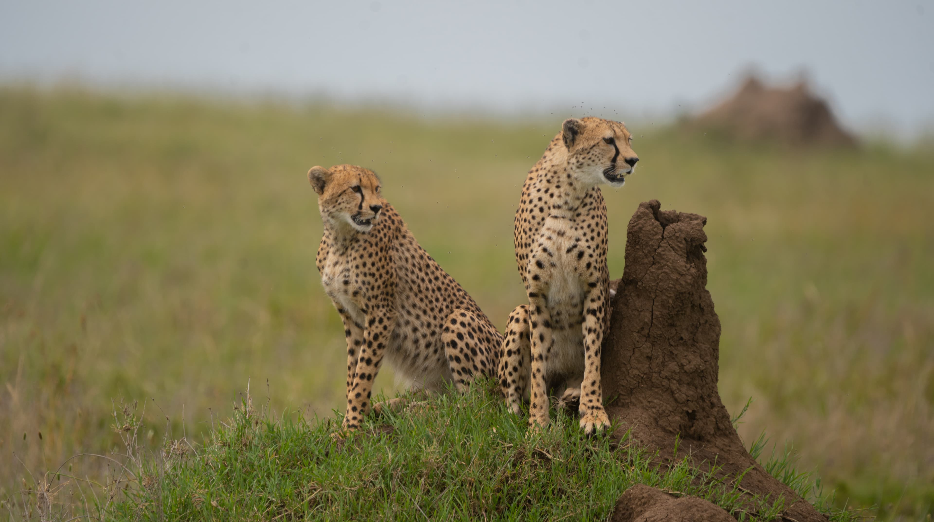 Serengeti Family Adventure